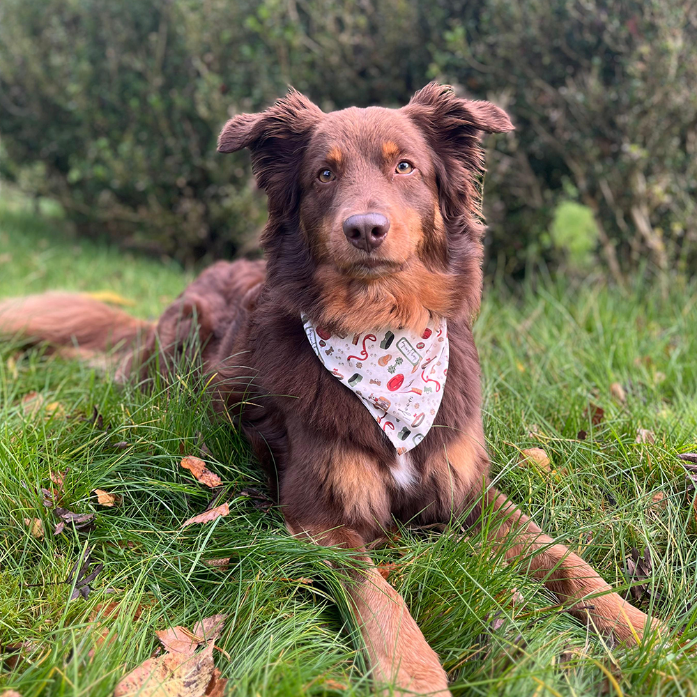 DIY Hundehalstuch am Australian Shepherd in Seitenansicht, genäht nach dem PDF Schnittmuster.