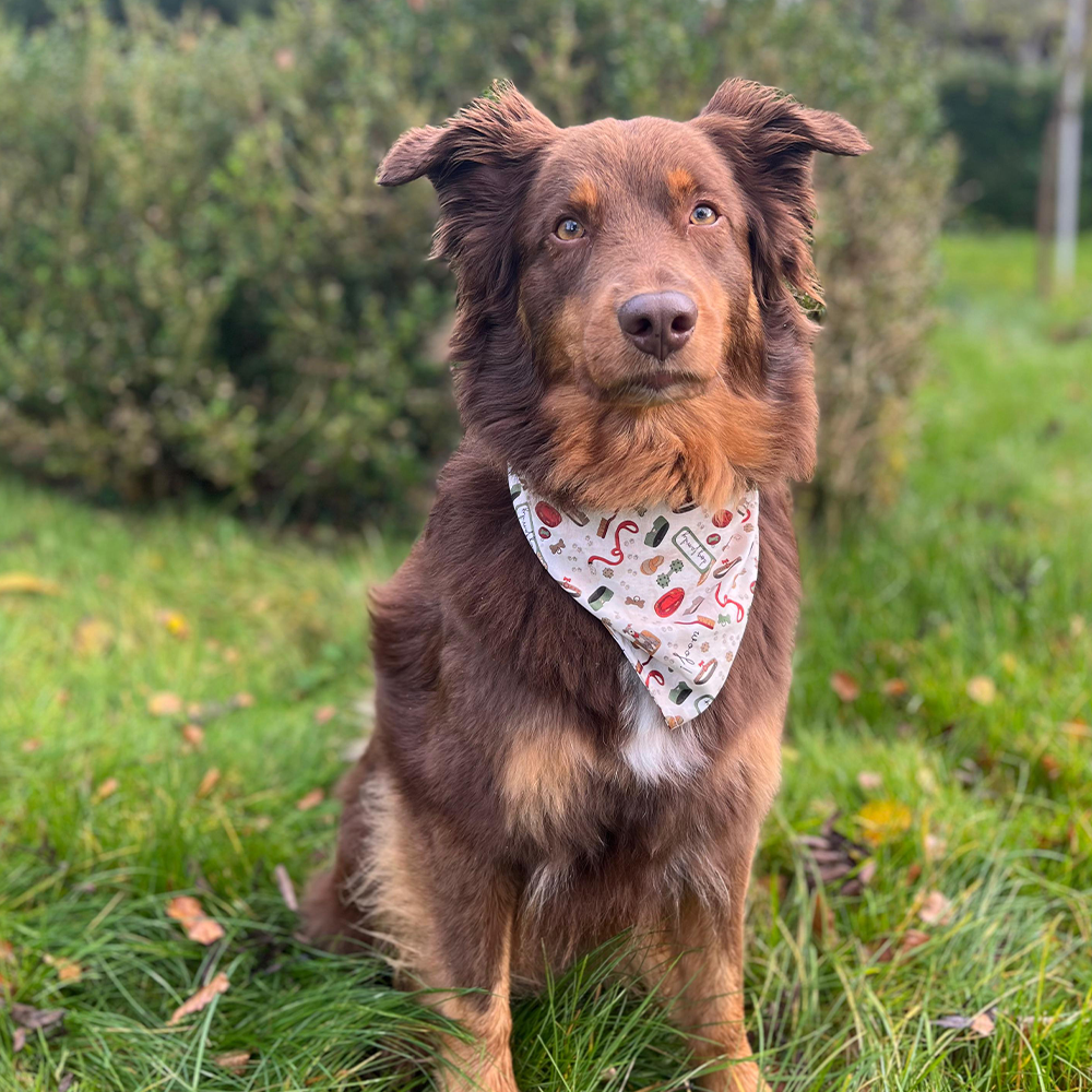 Australian Shepherd trägt ein DIY Hundehalstuch aus dem PDF Schnittmuster, Beispielbild des fertigen Projekts.