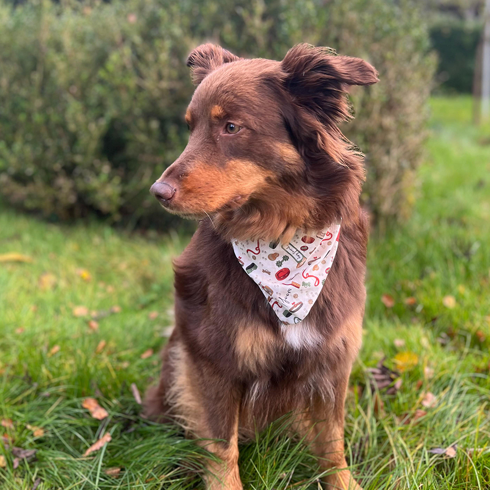 Nahaufnahme des Hundehalstuchs am Hund, genäht mit dem PDF Schnittmuster in Größe 50 cm.